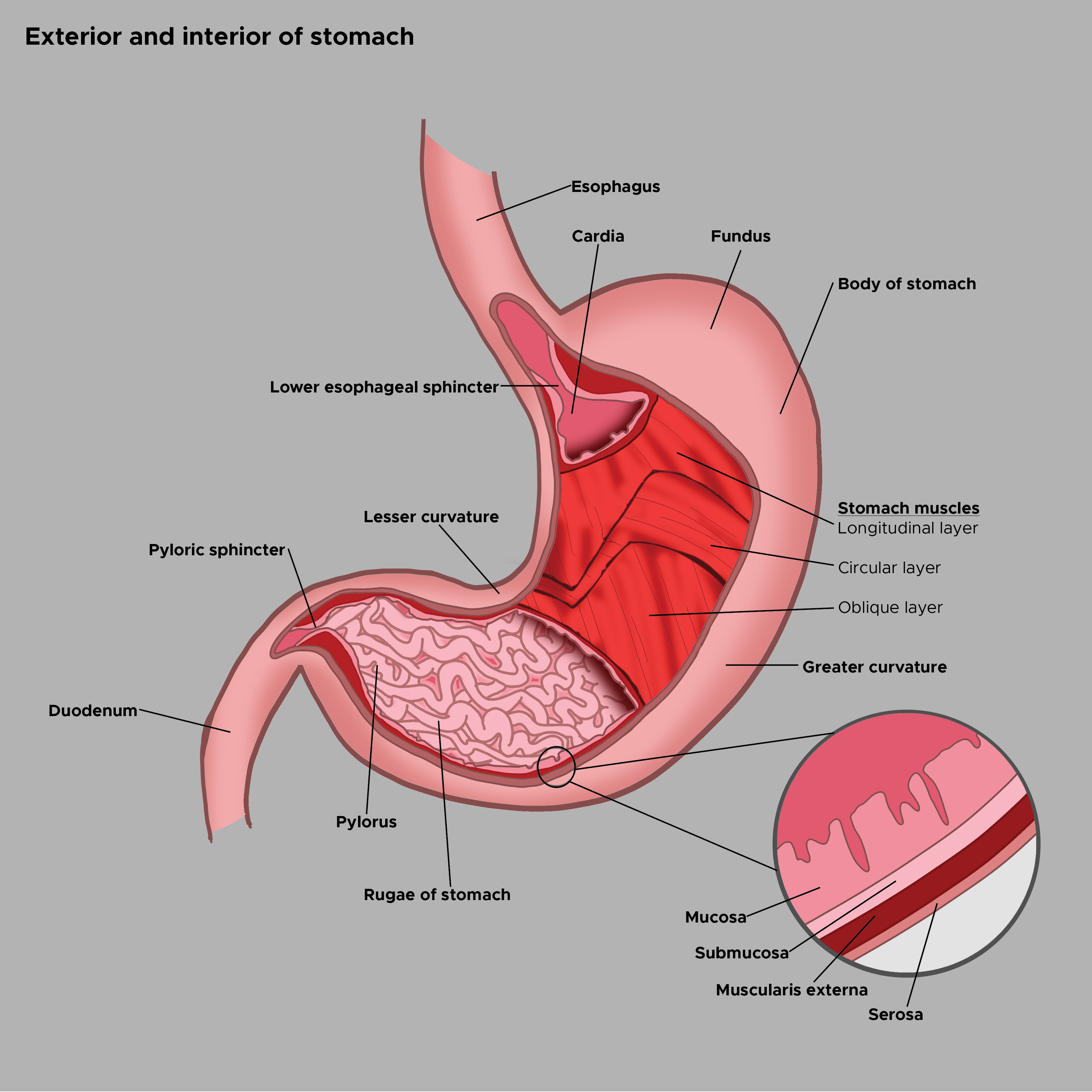 Illustration of the exterior and interior of the stomach. Esophagus, fundus, body of stomach, greater and lesser curvature. Duodenum, pyloric sphincter, lower esophageal sphincter. Stomach muscles. Rugae of stomach.