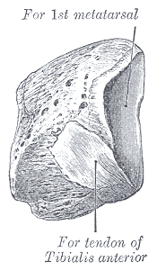 Cuneiform, first, Antero-medial view, Metatarsal, Tibial anterior tendon,