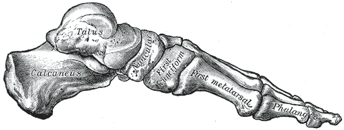 Skeleton, Foot, Medial View, Calcaneus, Talus, Navicular, First Cuneiform, First Metatarsal, Phlanges