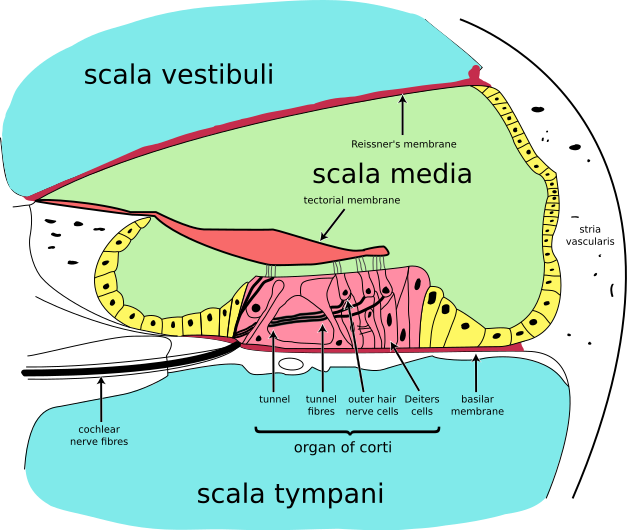 Cochlea, Cross-section.