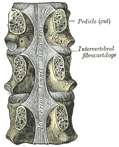 <p>Thoracic Vertebrae Anatomy