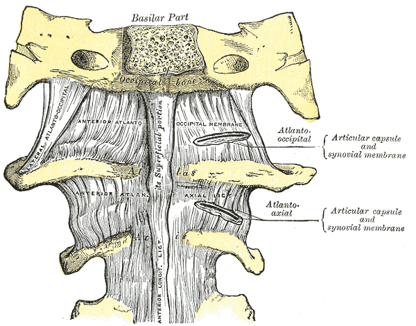 Anterior, Atlantooccipital, membrane, atlantoaxial , Ligament, Basilar, Anterior Atlantoaxial Ligament, Occipital Bone, Synovial membrane, 