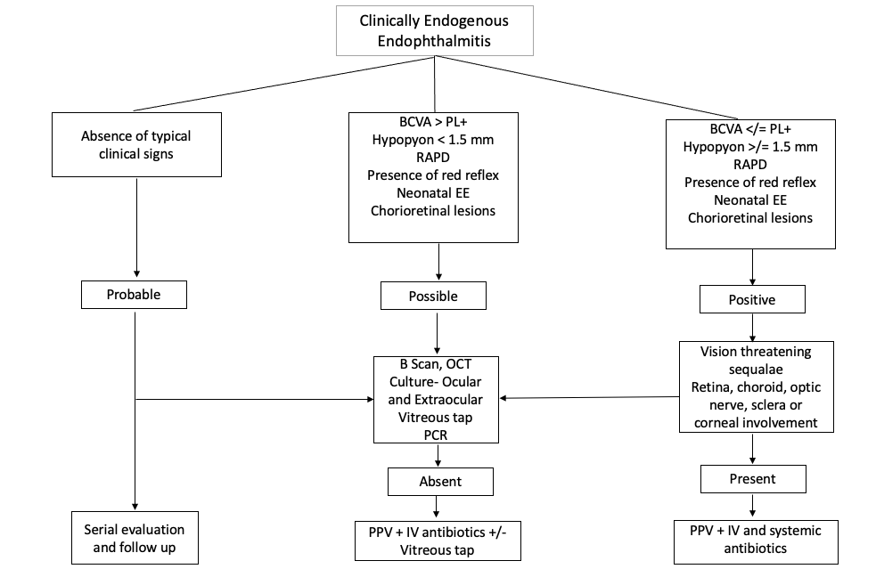 Flowchart depicting management of endogenous endophthalmitis
