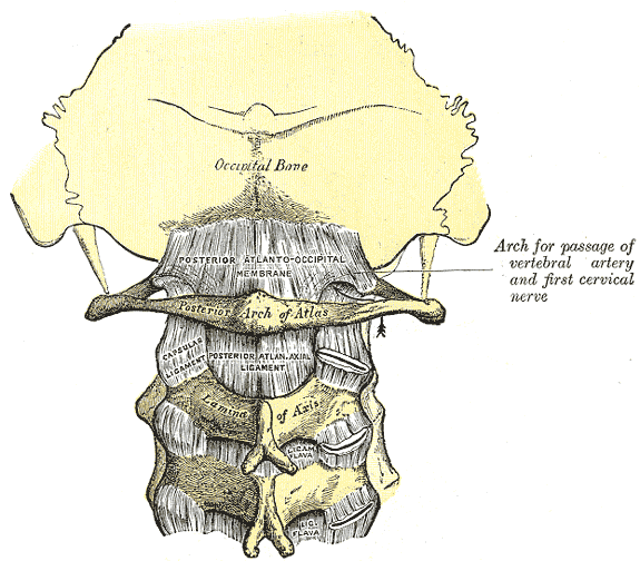 Posterior, atlantoöccipital, membrane, atlantoaxial, ligament, Occipital Bone, Atlas, Posterior Arch, Lamina, Axis, Capsulas Ligament