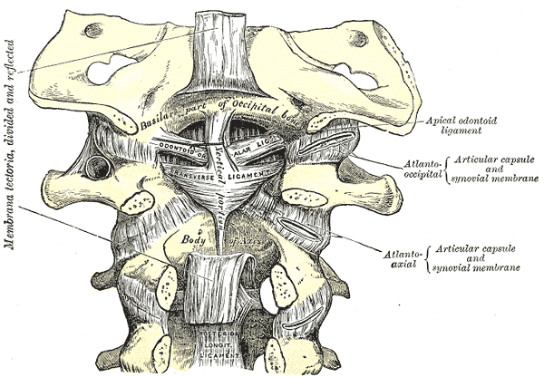 <p>Spine Anatomy