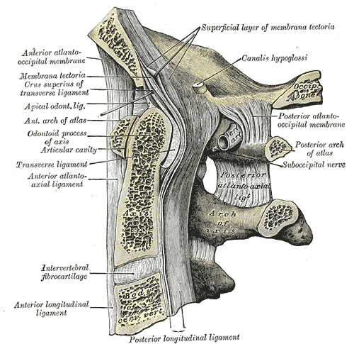 Median sagittal section, through the, occipital bone, first three cervical vertebrae, Superficial Layer of, Membrana Tectoria, Calais hypoglossi, Anterior Atlantooccipital membrane, spine, membrane, Membrana tectoria, Crus superius, Transverse ligament, Apical odontoid ligament, Anterior Arch of, Atlas, Odontoid process, Odontoid, Anterior Atlantoaxial ligament, Intervertebral fibrocartilage, Anterior longitudinal ligament, Axis, Cervical, vertebrae 