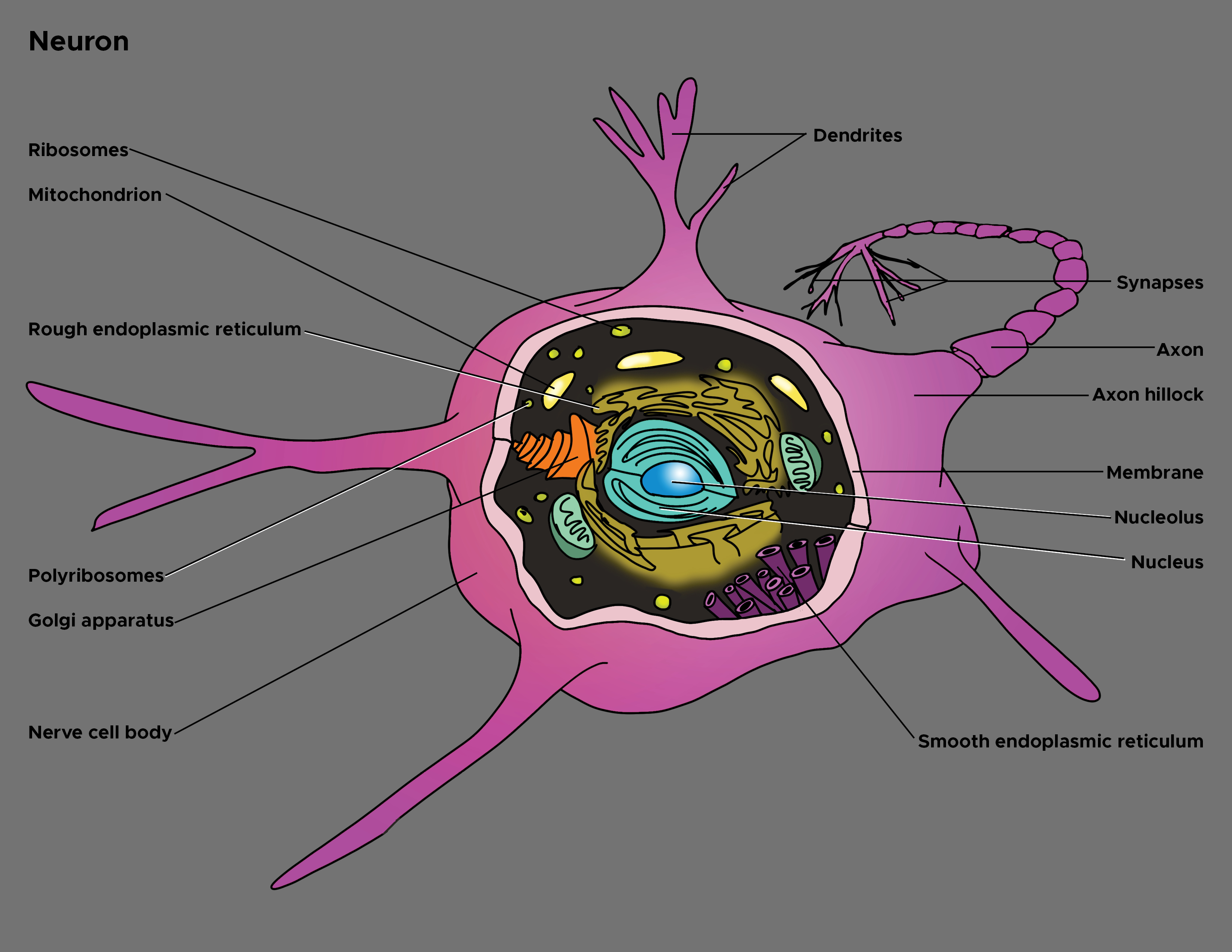 Illustration of axon