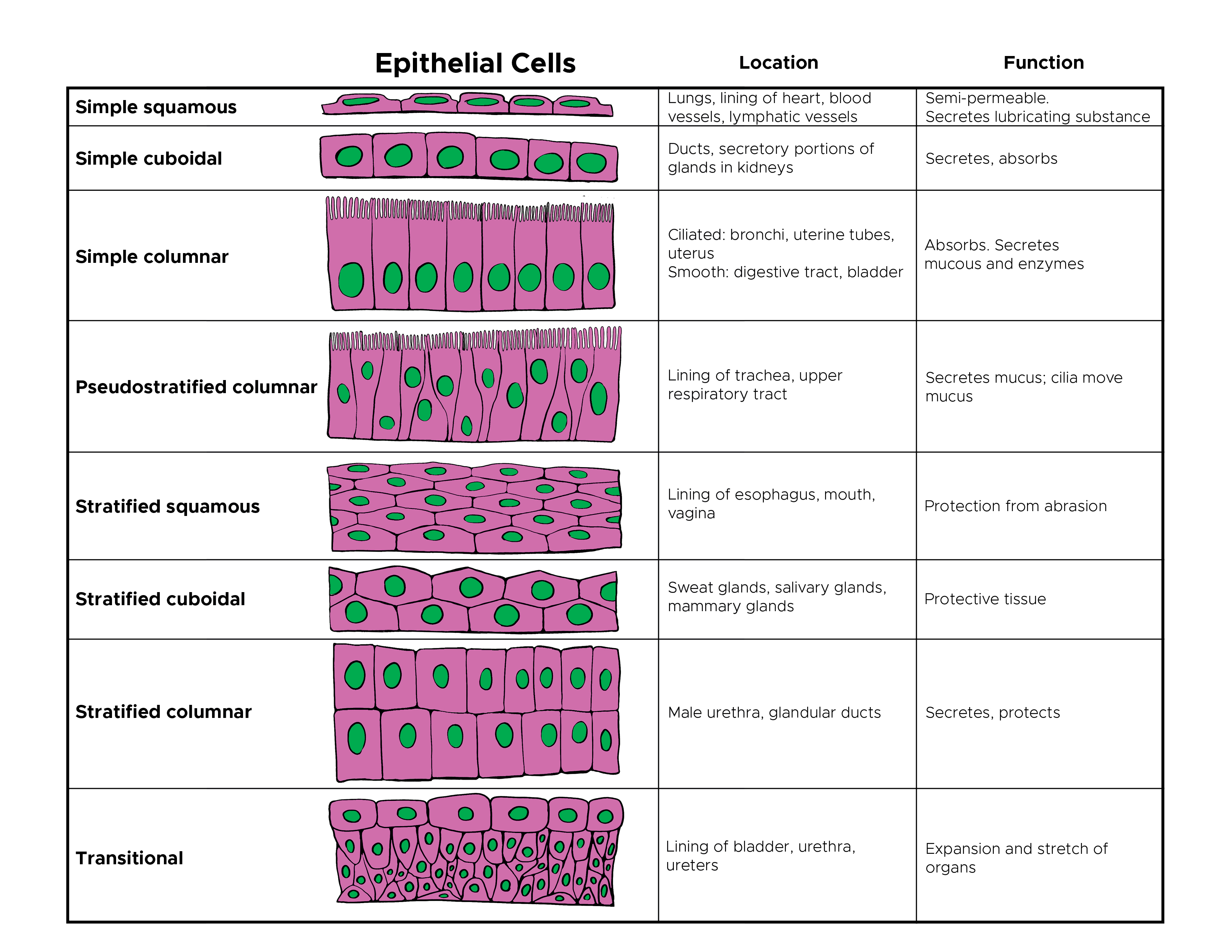 Chart depicting various types of epithelial cells and location in the body
