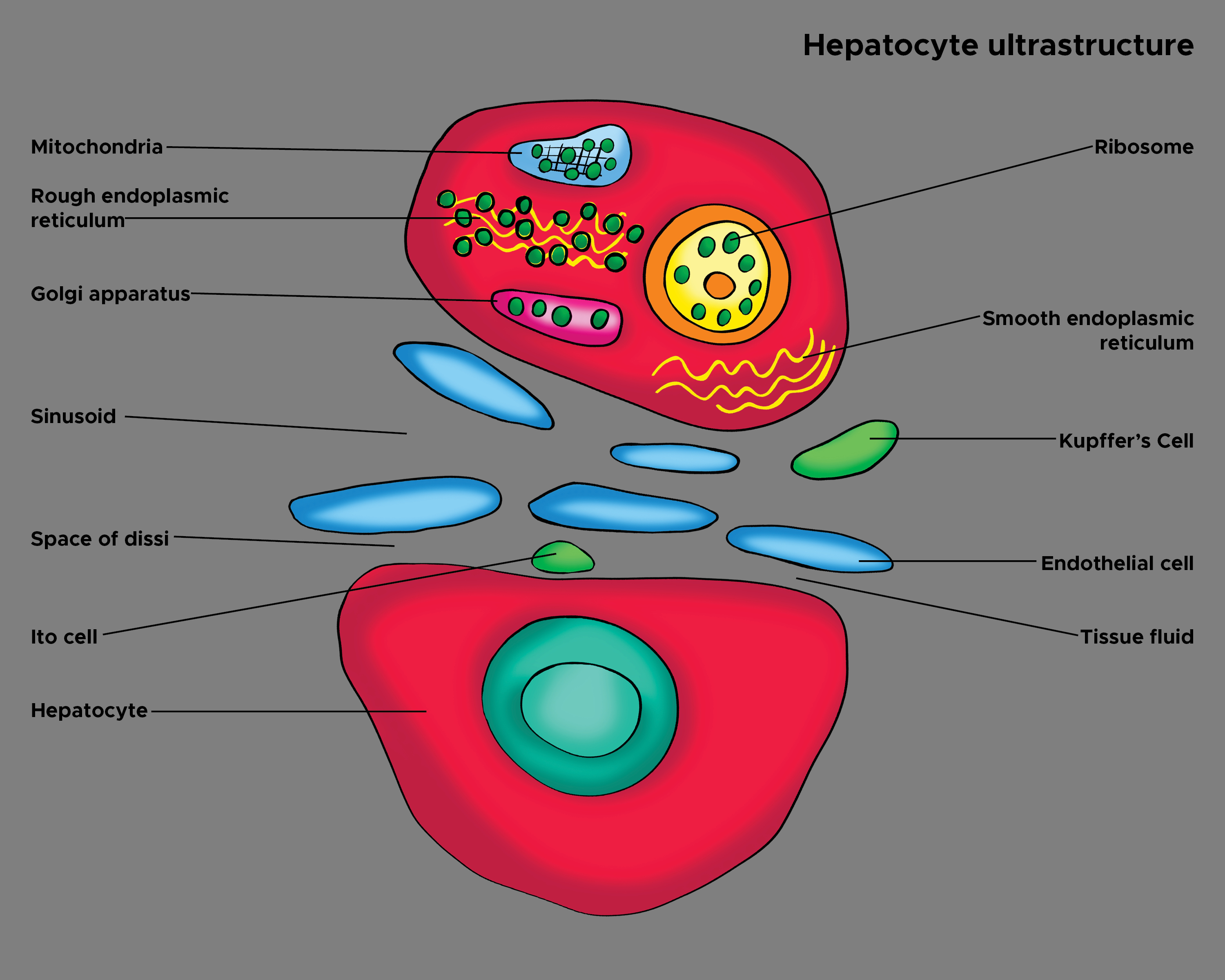 Illustration of Hepatocyte Ultrastructure. Sinusoid of liver, Kupffer's Cell