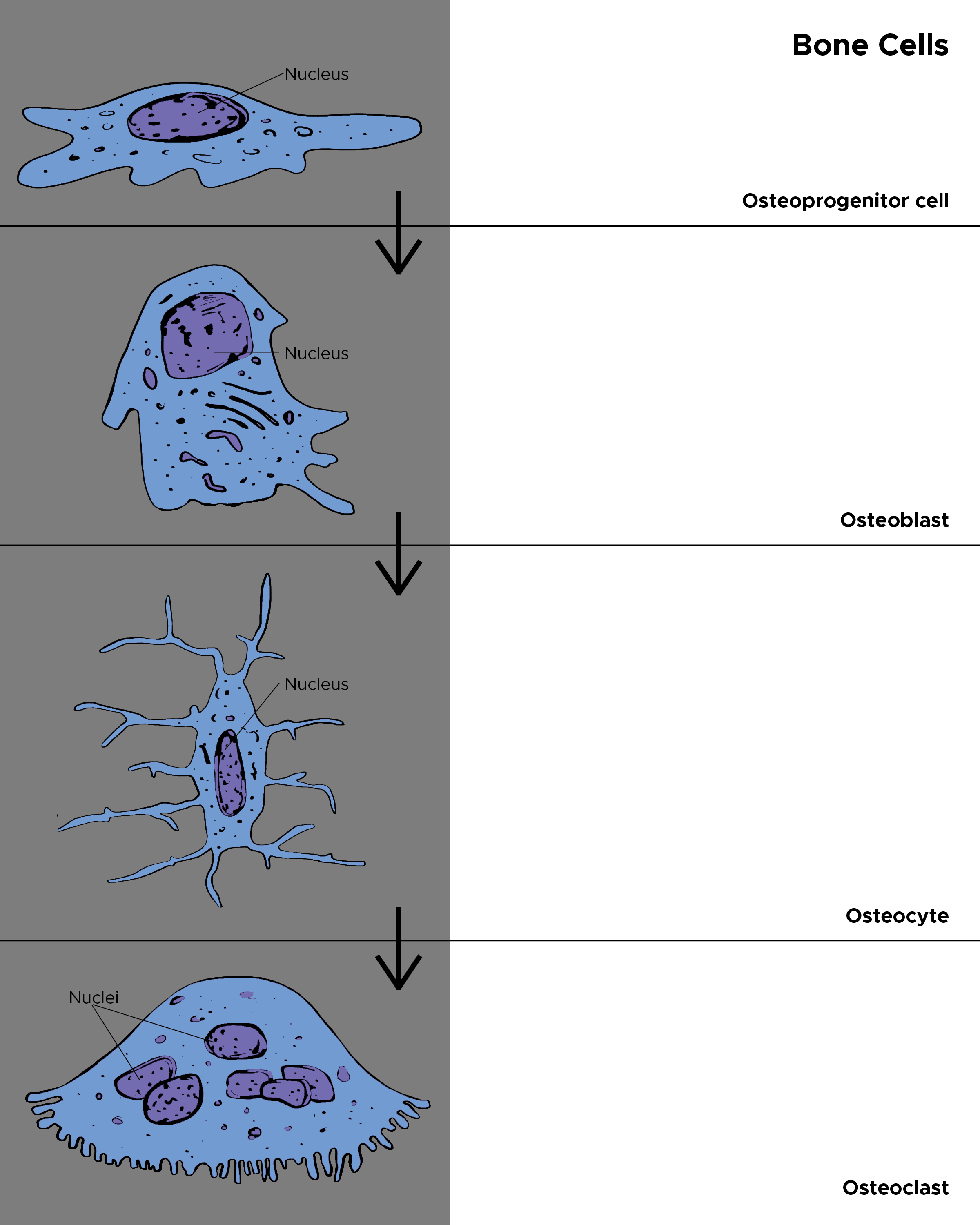 Chart depicting types of cells in the bone. Osteoprogenitor cells, osteoblasts, osteocytes, osteoclasts.