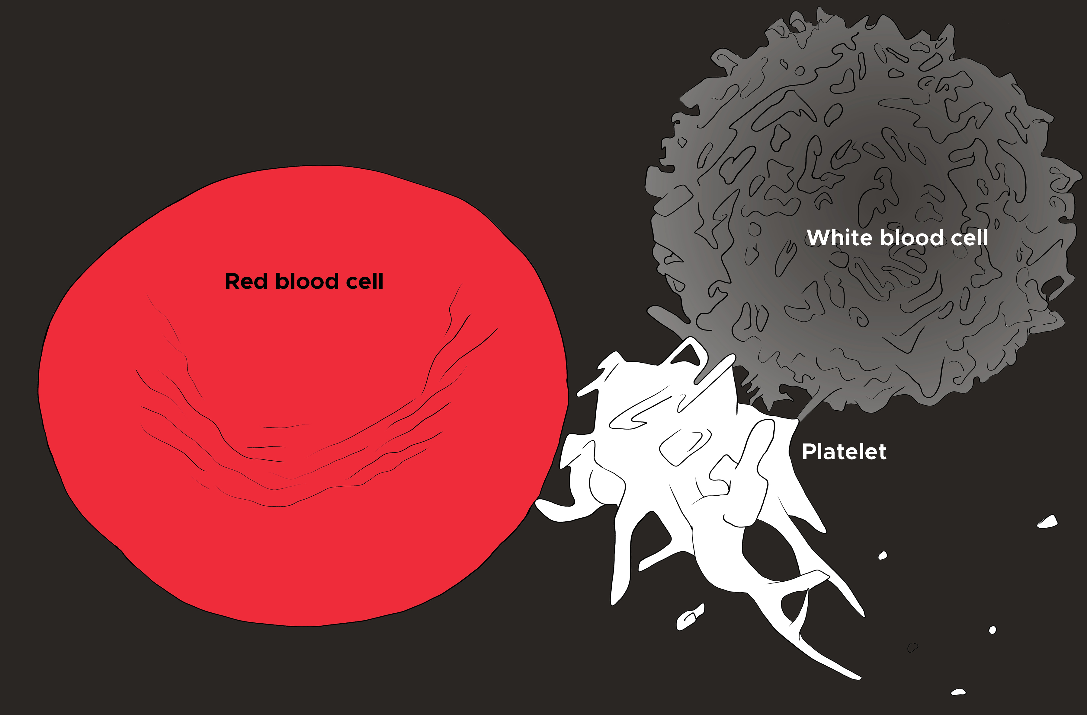 Illustration of red blood cell, platelet, and white blood cell