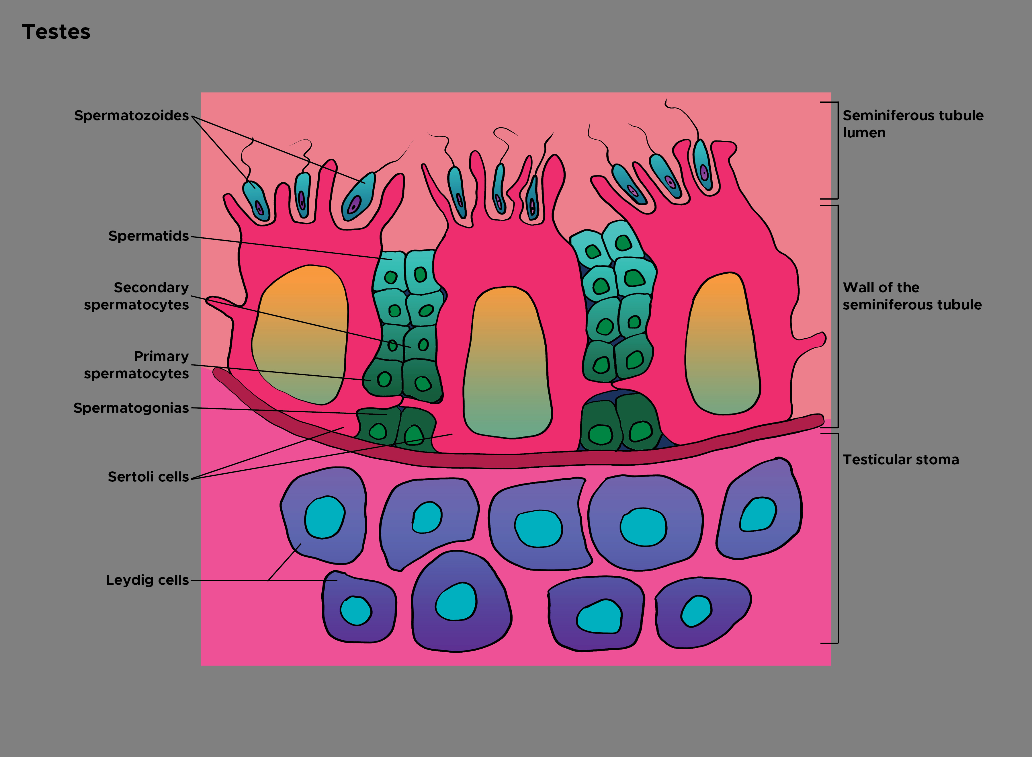 Illustration of histology of testes. Sertoli cells, spermatozoides, spermatogonias, spermatocytes, cells of leydig.