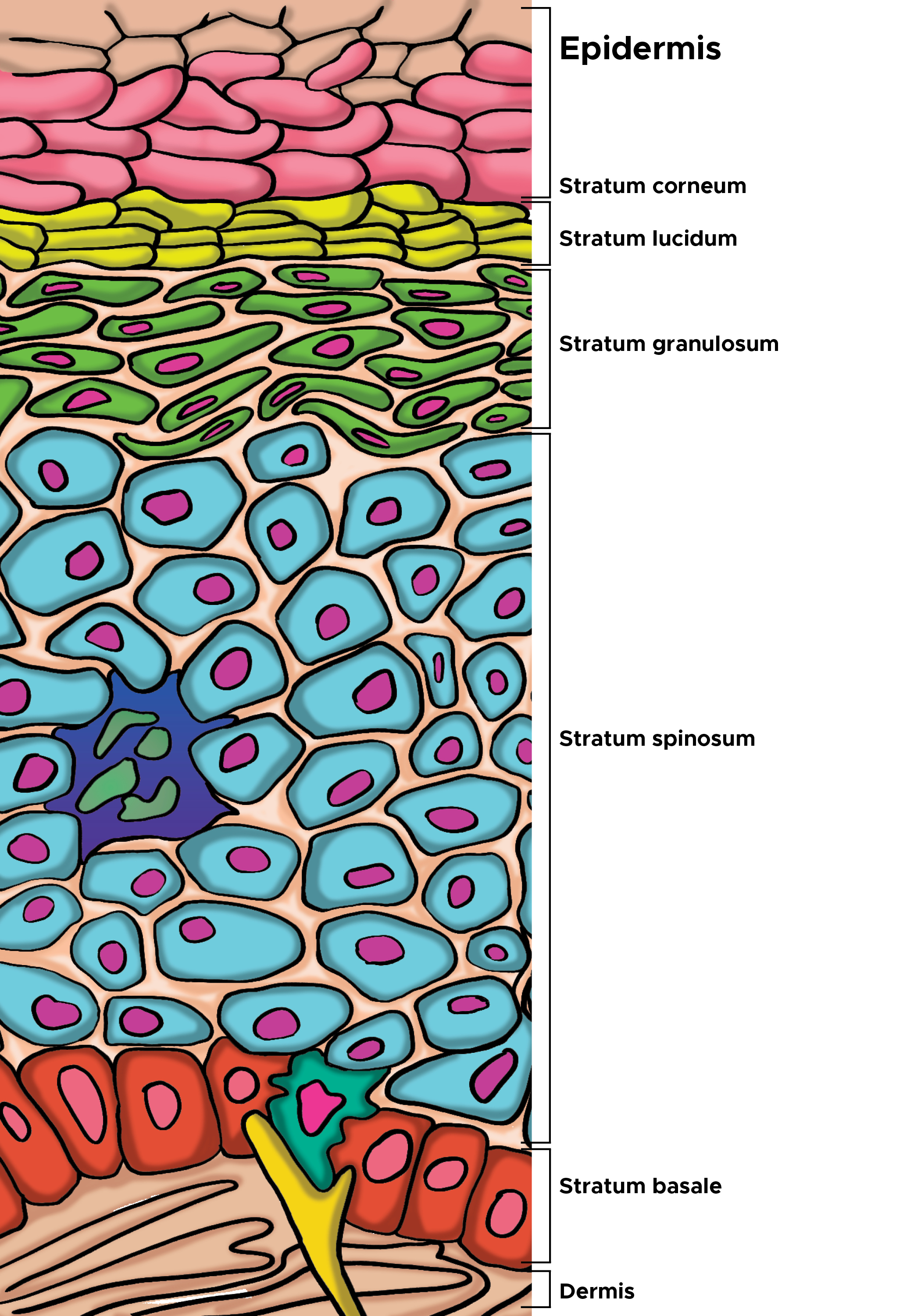 Illustration of cells of the epidermis