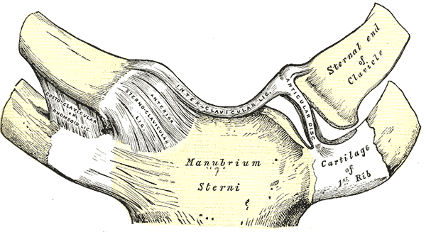 Sternoclavicular articulation, Anterior view, Manubrium, Sterni, Cartilage, First Rib, Ribs, Sternal end, Clavicle, Interclavicular Ligament, Anterior Sternoclavicular ligament, Costoclavicular, Anomeoid Ligament, Sternum