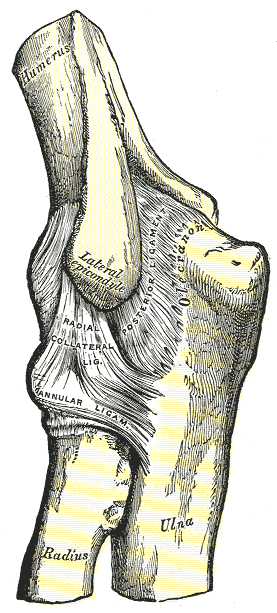 Elbow, Joint, Posterior Aspect, External Ligaments, HUmerus, Radius, Ulna, Lateral Epicondyle, Radial Collateral Ligament, Annular Ligament, Olecranon,  