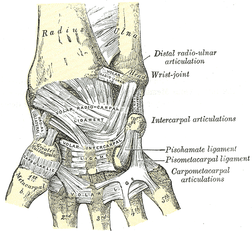 Wrist Ligaments, Anterior View of Radius, Ulna, Distal radio-ulnar articulation, Wrist joint, Volar radioulnar ligament, Vola