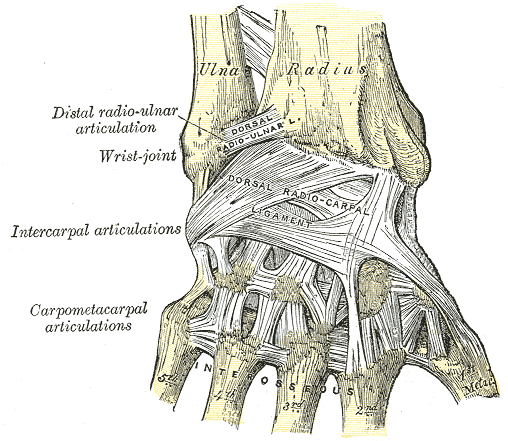 Ligaments of Wrist, Wrist, Posterior Aspect, Ulna, Radius, Distal radio-ulnar articulation, Wrist joint, Intercarpal articula
