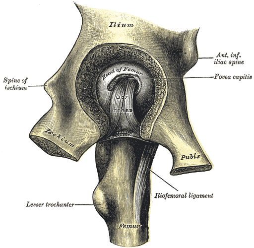 Left Hip Joint, Femur, Ischium, Pubis, Ilium, Fovea Capitis, Iliofemoral ligament