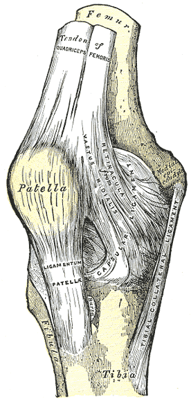 <p>Right Knee Anatomy