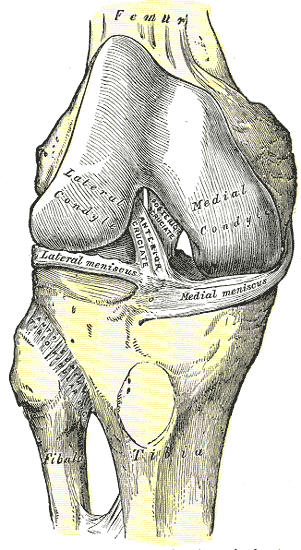Interior Ligaments of the Right Knee, Anterior superior Tibiofibular Ligament, Anterior Cruciate, Posterior Cruciate, Medial Meniscus, Lateral Meniscus, Tibia, Fibula, Femur