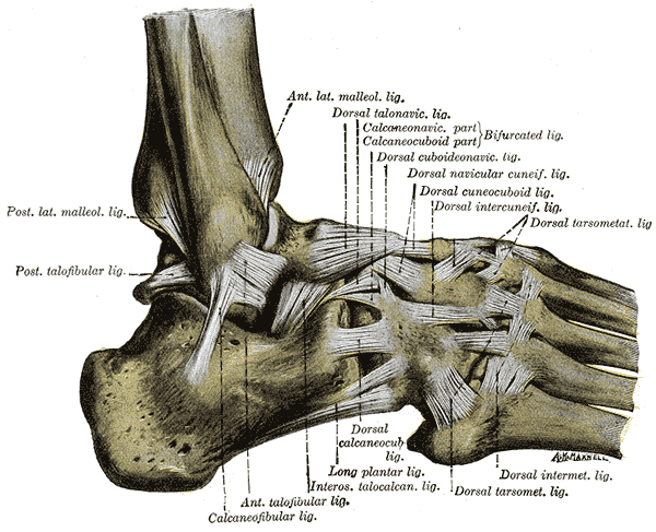 The Ligaments of the Foot; Lateral Aspect, Posterior lateral Malleolus Ligament, Posterior Talofibular Ligament, Anterior Lateral Malleolus Ligament, Dorsal Talonavicular Ligament, Calcaneonavicular Ligament, Calcaneofibular Ligament, Anterior Talofibular Ligament, Interosseous Talocalcaneal Ligament, Dorsal Tarsometatarsal Ligament, Dorsal Intermetatarsal Ligament, Dorsal Cuneocuboid Ligament, Dorsal Intercuneiform Ligament 