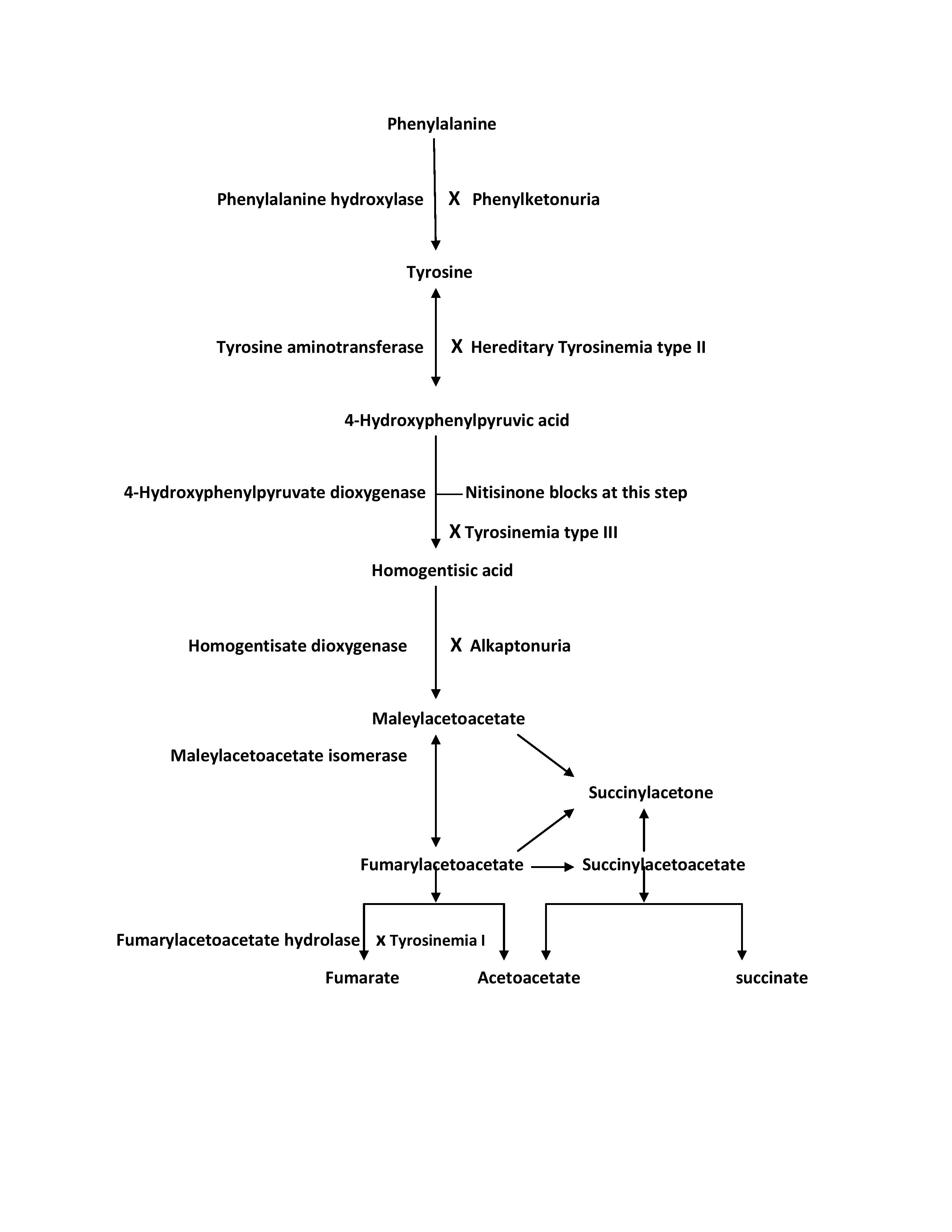 Tyrosine Metabolism Pathway