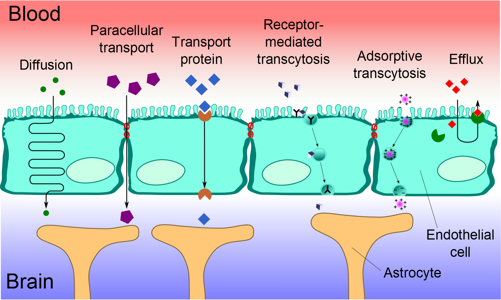 Transport processes at the blood brain barrier