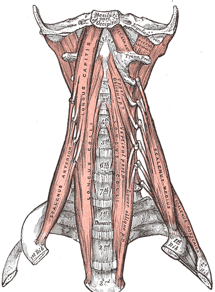 Anterior muscles of the neck, Basilar part of the Occipital, Jugular Process, Scalenus Anterior, Longus Capitis, Longus Colli, Scalenus Medius and Posterior, Atlas, Thoracic Vertebrae, Cervical Vertebrae   