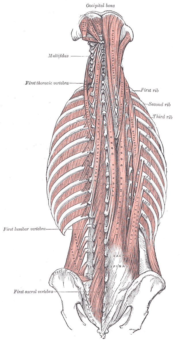 Major and Minor Oblique muscles of the Head, Occipital Bone, Oblique Superior and Inferior, Rectus posterior Major and Minor,