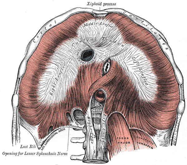 Central Tendon of the Diaphragm, Xiphoid Process, Costal Cartilages, Central Tendon, Opening for Lesser Splanchnic Nerve, Psoas Major, Quadratus Lumborum, Vena Cava Foramen, Esophageal Hiatus, Aortic hiatus