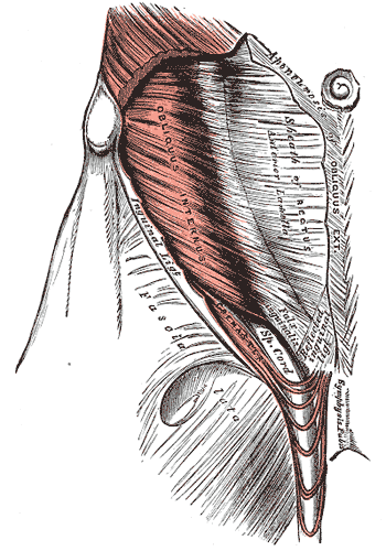 <p>Muscles and Fascia of the Abdomen, Fascia Lata, Obliques Internus, Inguinal Ligament, Spinal Cord, Aponeurosis of External Obliques, Sheath of Rectus, Cremaster, Falx inguinal, Reflected INguinal Ligament