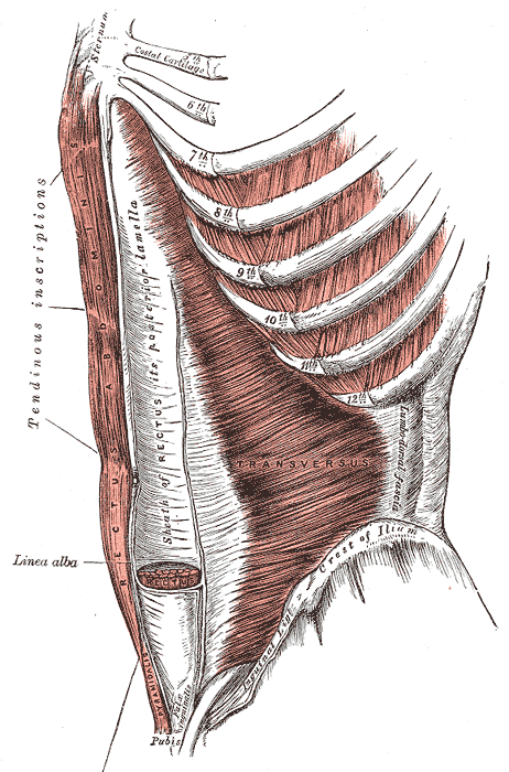 Internal Abdominal muscles, Transversus, Linea alba, Rectus, Sheath of Rectus, Rectus Abdominis, Sternum, Crest of Ilium, Lum