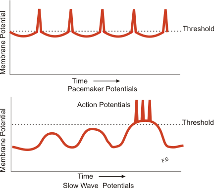 <p>Diagram illustrating slow wave potentials and pacemaker potentials in smooth muscle</p>