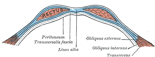 Arcuate line of rectus sheath, Rectus, Peritoneum, Transversalis fascia, Linea alba, Obliquus Externus and Internus, Transversus
