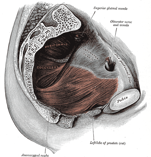 <p>Left Levator ani from within, Pubis, Left Lobe of Prostate, Anococcygeal raphe, Superior gluteal vessels, Obturator nerve 