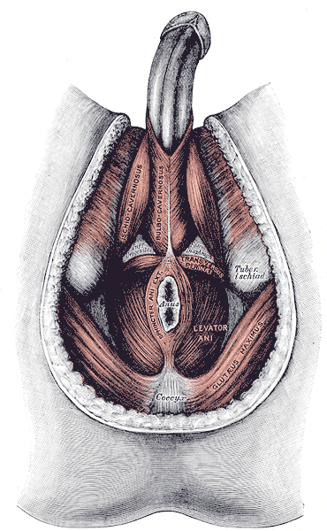 Muscles of the male Perineum, Ischiocavernosus, Bulbocavernosus, Transversus perinea, Levator Ani, Sphincter Ani Externus, Gluteus Maximus, Coccyx, Tuberosity Ischial 