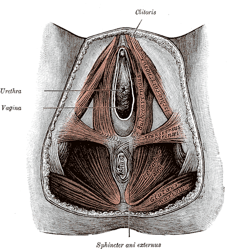 Perineal Membrane of a Female, Clitoris, Urethra, Vagina, Bulbocavernosus, Ischiocavernosus, Transversus perineal, Levator Ani, Gluteus Maximus, Anus, Sphincter ani externus. 