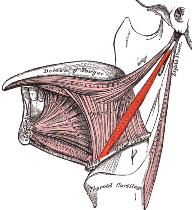 Illustration of the stylohyoid muscle highlighted in red.