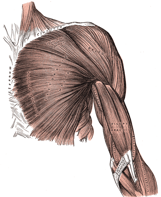 Superficial muscles of the Chest and Shoulder, Clavicle, Sternum, Pectoralis Major, Deltoid, Coracobrachialis Biceps Brachii, Brachialis, Lacertus fibrosus, Brachioradialis 
