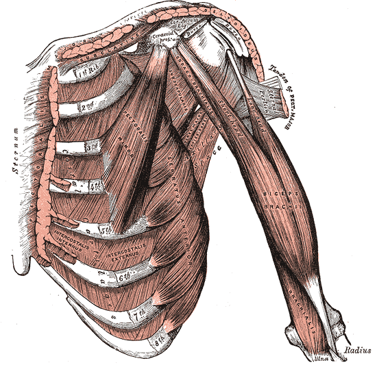 Internal muscles of the chest and shoulder, Pectoralis, Deltoid, Subclavius, Costal Cartilages, Ribs, Pectoralis Minor, Serratus Anterior, Biceps Brachii, Coracobrachialis, Brachialis 