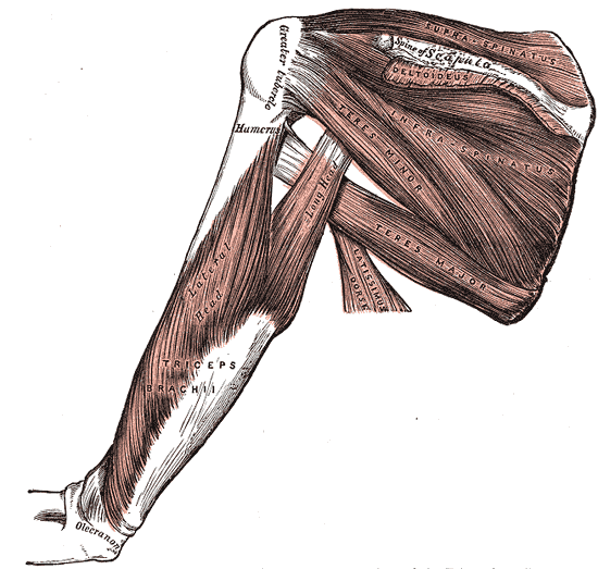 Muscles and Fascia of the Shoulder, Supraspinatus, Scapula, Humerus, Deltoid, Infraspinatus, Teres minor and major, Latissimu