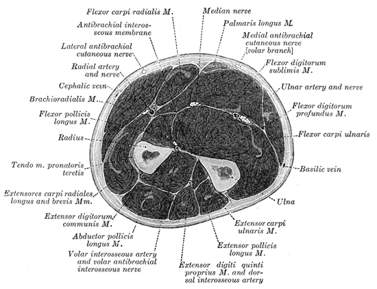 Cross section of the Forearm, Radius, Ulna, Muscles and Fasciae of of the Forearm