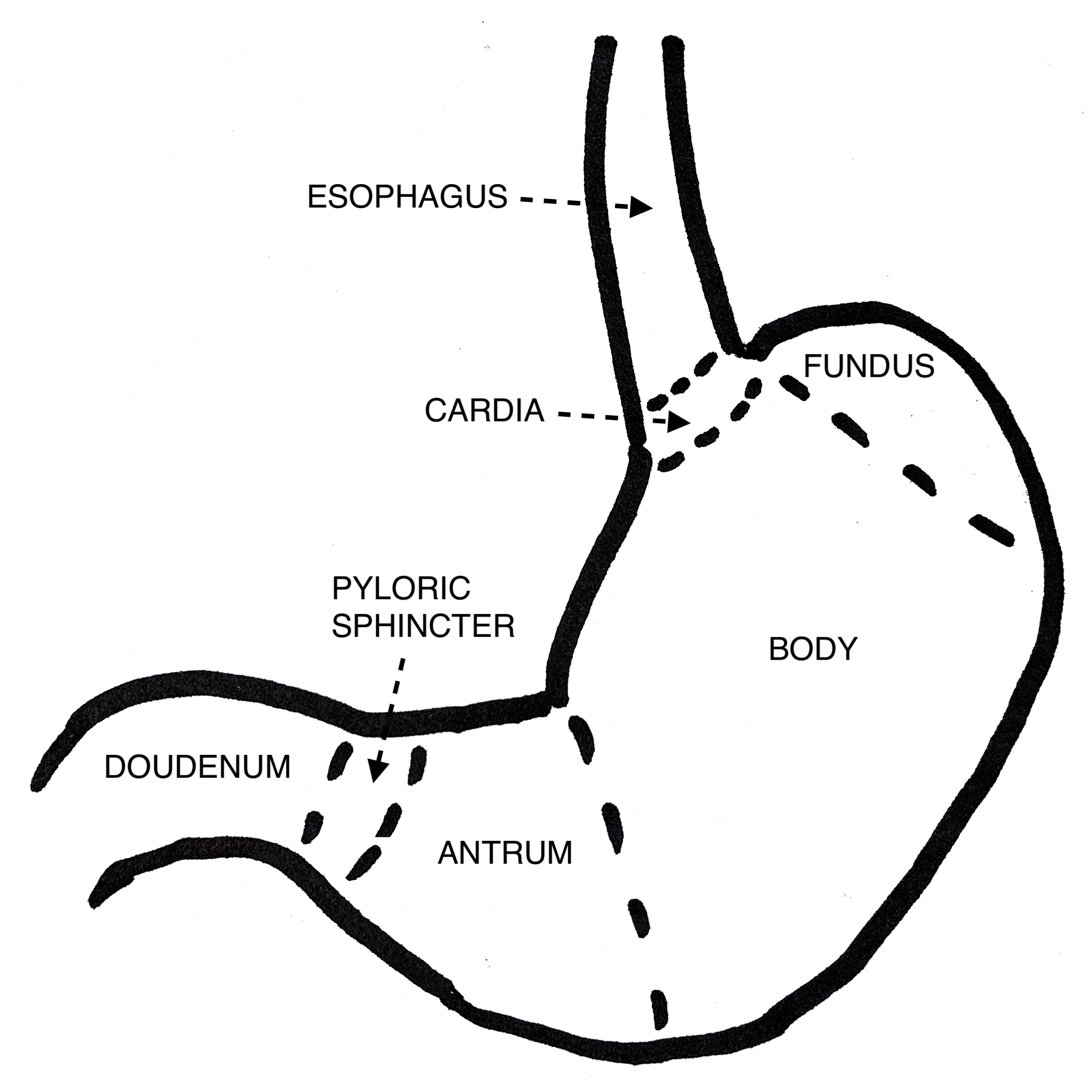Diagram of the stomach, illustrating cardia, fundus, body, antrum, and pyloric sphincter. 