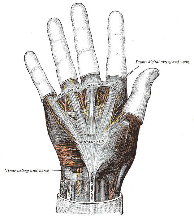Ligaments and Fascia of the hand; Anterior view, Proper digital artery and nerve, Transverse Fasciculi, Palmar Aponeurosis, Ulnaris artery and nerve, Flexor Carpi Ulnaris, Palmaris Longus, Palmaris Brevis