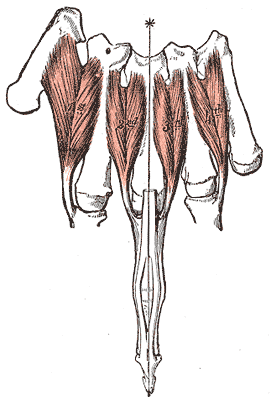 dorsal interossei of the hand