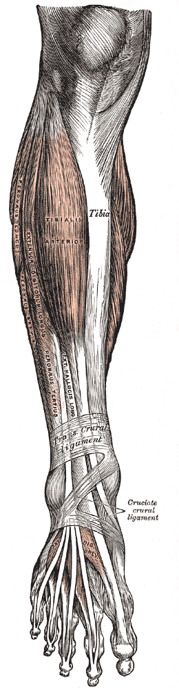 Muscles and Structures of the Leg, Tibia, Tibialis Anterior, Extensor Digitorum Longus, Peroneus Longus and Brevis, Peroneus Tertius, Trans crural ligament, Cruciate Crural Ligament, Extensor Digitorum Brevis 
