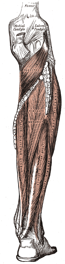 <p>Posterior Muscles of the Leg, Popliteus, Tibialis Posterior, Peroneus Longus, Flexor Digitorum Longus, Flexor Hallucis Lon