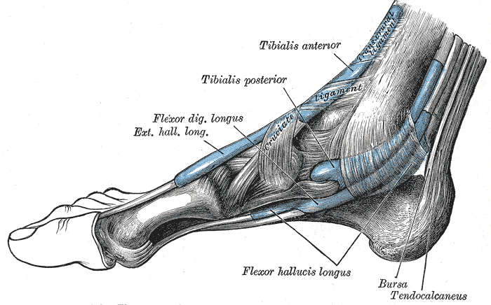 Intrinsic Muscles of the Foot, Tibialis Anterior, Tibialis Posterior, Flexor Digitorum Longus, Extensor Hallucis Longus, Flexor Hallucis Longus, Bursa, Tendo Calcaneus, Transcrural ligament, Bursa