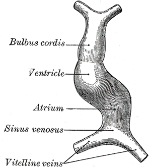 <p>development of human heart; Bulbus cordis, Ventricle, Atrium, Sinus Venosus, Vitelline veins</p>
