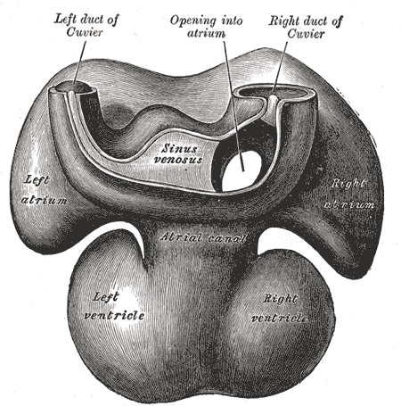 <p>Embryology, Left duct of Cuvier, Opening into Atrium, Right duct of Cuvier, Sinus venosus, Left and Right Atrium, Atrial c